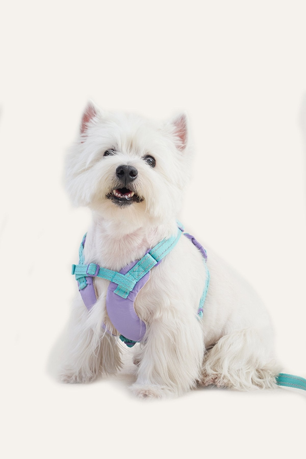 Front Range Dog Harness Set - CozyPawDog Harnessdog harness