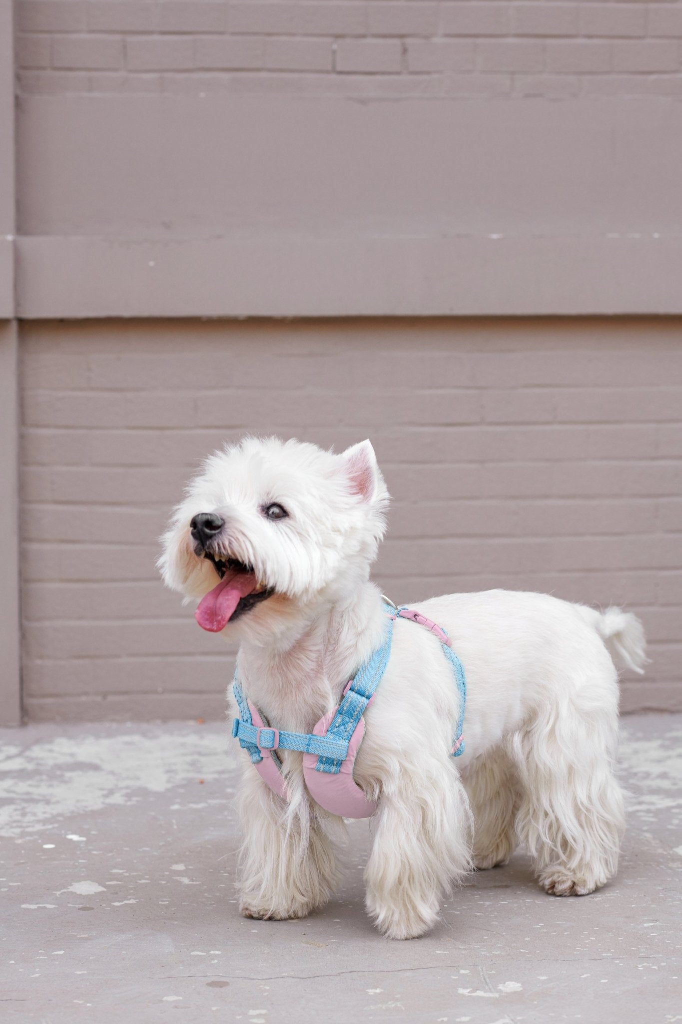 Ruffwear Dog Harness Set - CozyPawWalk kits